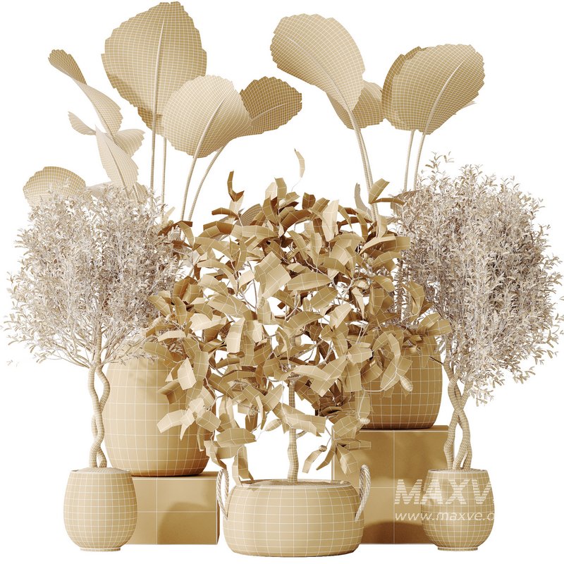 AV Indoor plants set 161 Arbequina Wilsonii Chemlali Olive and Ravenala Banana Strelitzia Nicolai and Briful Pachira Aquatica - Image 9