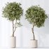 AV Indoor plants set 160 Artificial Olivo Olea Tree and Yucca Elephantipes Gigantea and Ficus Retusa Microcarpa Bonsai Ginseng - Thumbnail 5