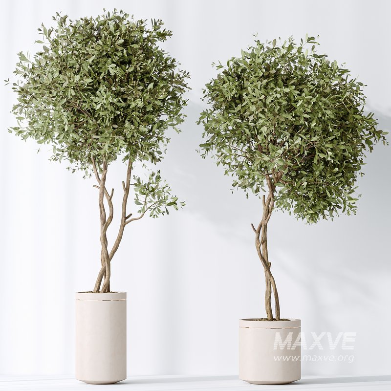 AV Indoor plants set 160 Artificial Olivo Olea Tree and Yucca Elephantipes Gigantea and Ficus Retusa Microcarpa Bonsai Ginseng - Image 5