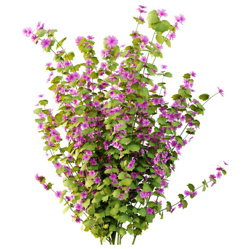 Lavatera Cachemiriana Plant 01 - Image 2