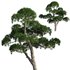 Podocarpus macrophyllus – yew plum pine 04 - Thumbnail 1