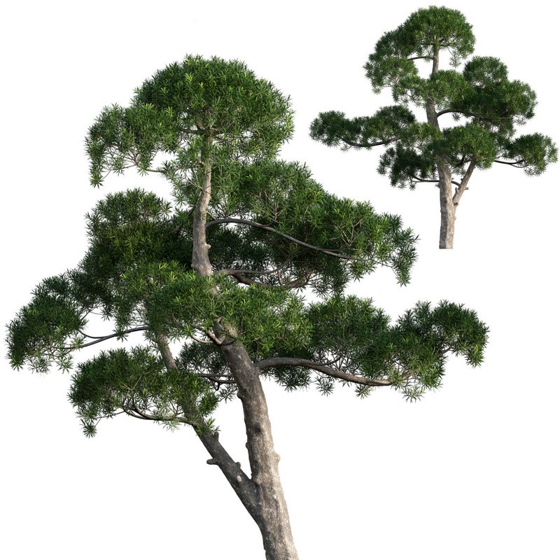 Podocarpus macrophyllus – yew plum pine 04 - Image 1