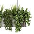 Indoorplants-Hanging set87 - Thumbnail 2