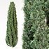Cypress tree 01 - Thumbnail 4