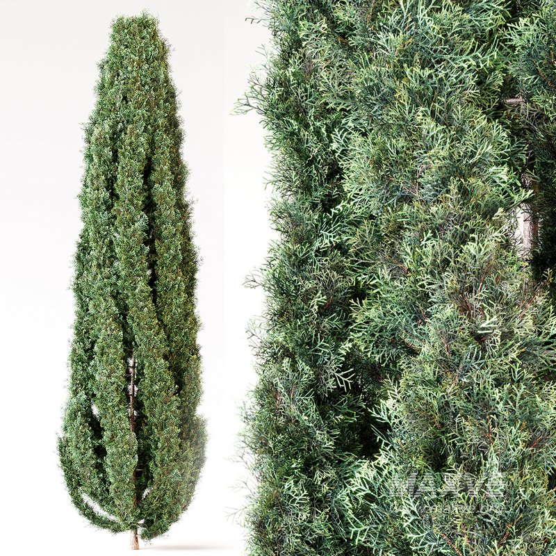 Cypress tree 01 - Image 4