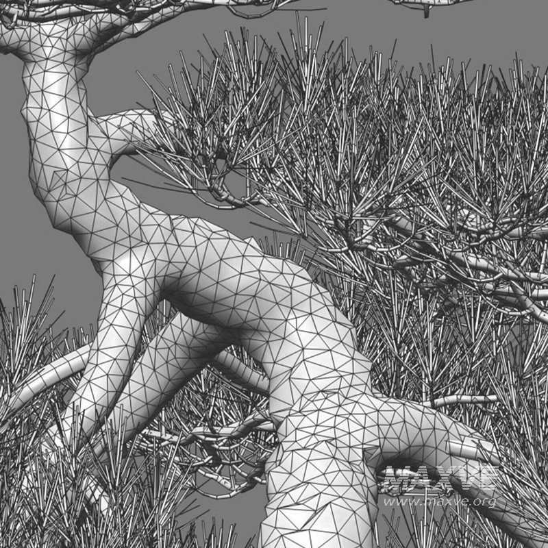 Pine bonsai 02 - Image 3