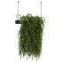 Hanging plant - Thumbnail 1