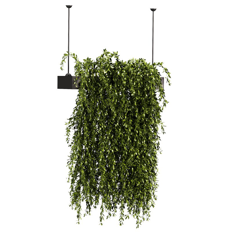 Hanging plant - Image 1