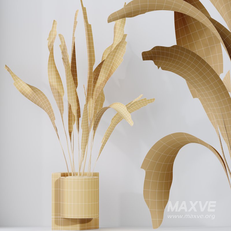 AV Indoor plants set 167 Aspidistra Elatior and Warneckii Lemon Lime and Mission Olive Tree - Image 13