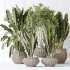 AV Indoor plants set 164 Ravenala Banana Strelitzia Nicolai Bird and Aspidistra Elatior and Arbequina Wilsonii Chemlali Olive - Thumbnail 4