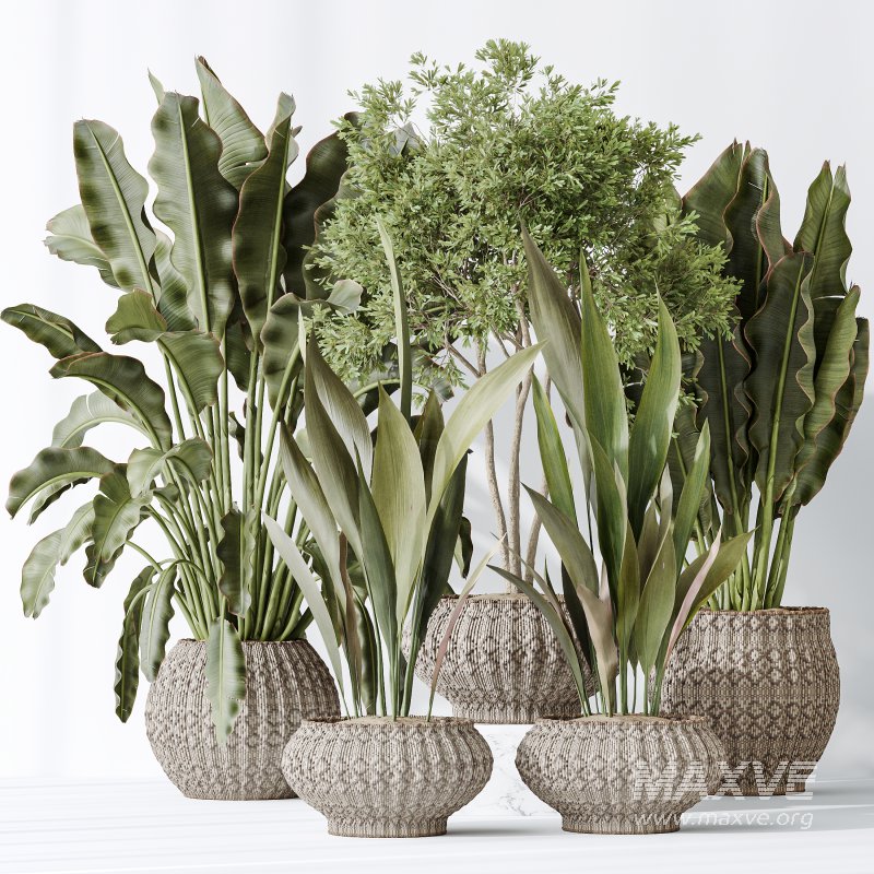 AV Indoor plants set 164 Ravenala Banana Strelitzia Nicolai Bird and Aspidistra Elatior and Arbequina Wilsonii Chemlali Olive - Image 4