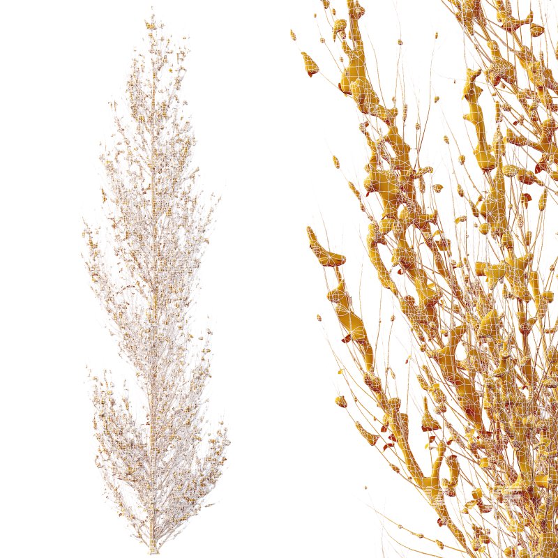 AV Plants Acer X freemanii Freeman Maple Sapindaceae Armstrong Winter Snow - Image 4