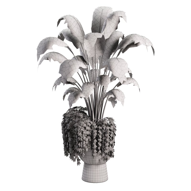 Canna indoor plent - Image 1