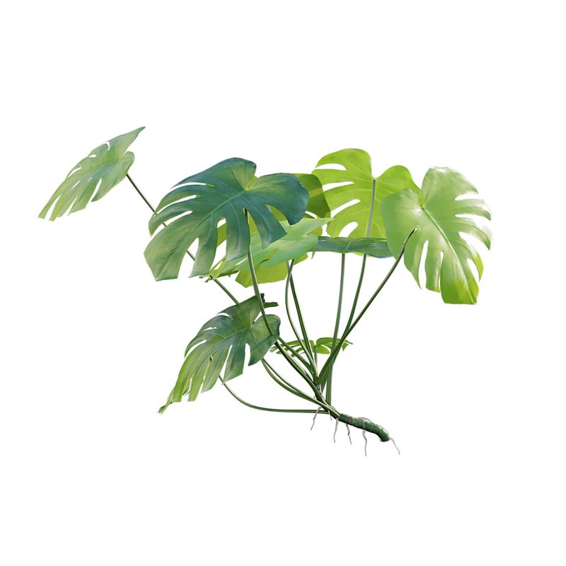 Monstera deliciosa - Image 6