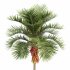 AV Christmas Palm Manila Palm Adonidia Veitchia Merrillii and Borassus Flabellifer - Thumbnail 2