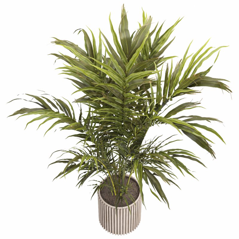 Indoor plant 02 - Image 2