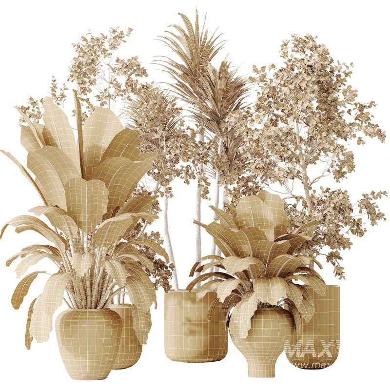 AV Indoor plants set 171 Beech Olea Europaea Olive and Mission Arbequina Olive and Ficus Robusta Abidjan - Image 7