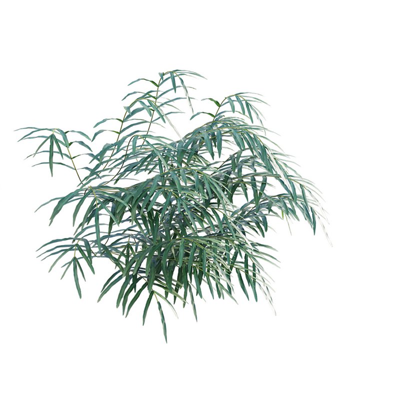 Pteris umbrosa ¨C Jungle Brake Fern - Image 6