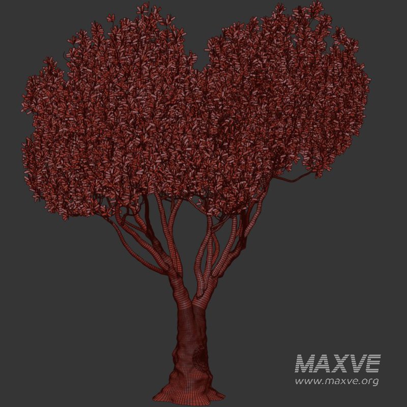 Olive Tree Set52 - Image 3