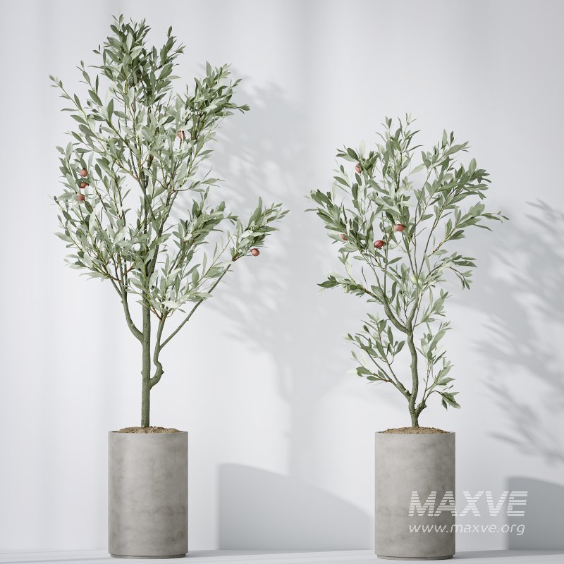 AV Indoor plants set 167 Aspidistra Elatior and Warneckii Lemon Lime and Mission Olive Tree - Image 6