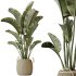 AV Indoor plants set 163 Mission Olive Tree and Ravenala Banana Strelitzia Nicolai Bird Of Paradise - Thumbnail 2