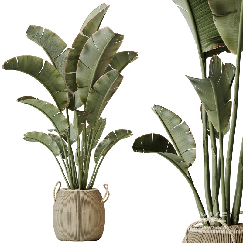 AV Indoor plants set 163 Mission Olive Tree and Ravenala Banana Strelitzia Nicolai Bird Of Paradise - Image 2