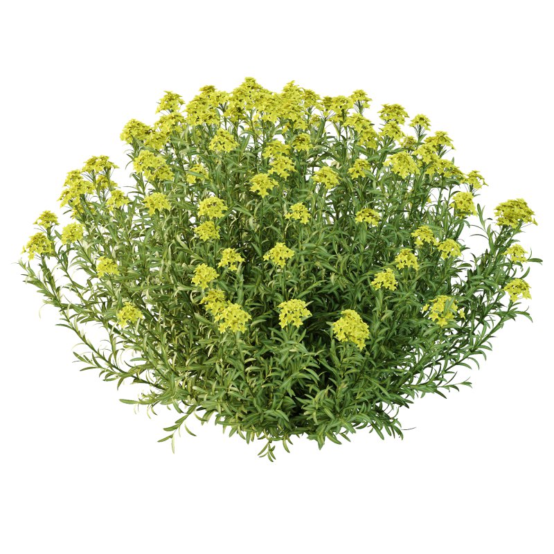 Euphorbia palustris Plant 02 - Image 2