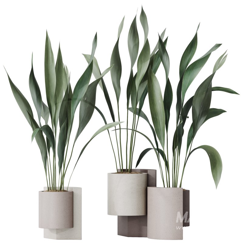 AV Indoor plants set 167 Aspidistra Elatior and Warneckii Lemon Lime and Mission Olive Tree - Image 3