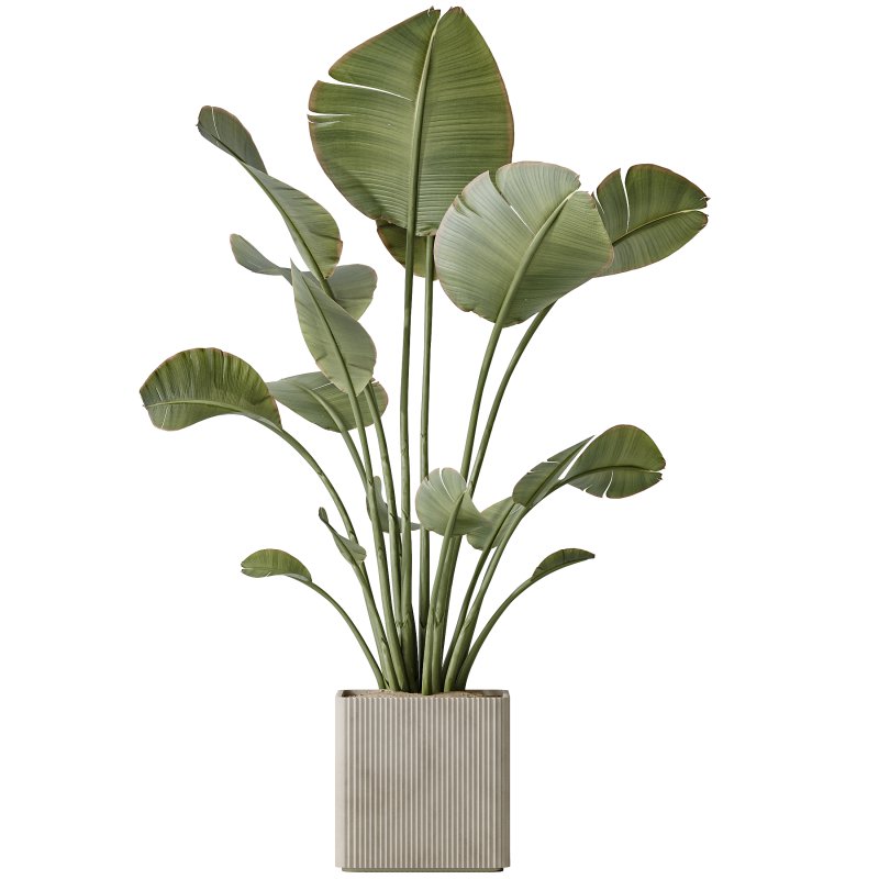 AV Indoor plants set 165 Arbequina Wilsonii Chemlali Olive and Mandarin Citrus Fruit Orange and Ravenala Banana Strelitzia - Image 3