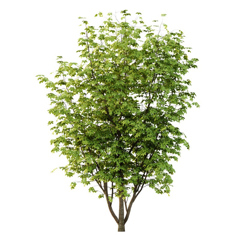 Fraxinus Rhynchophylla Tree 03 - Image 3