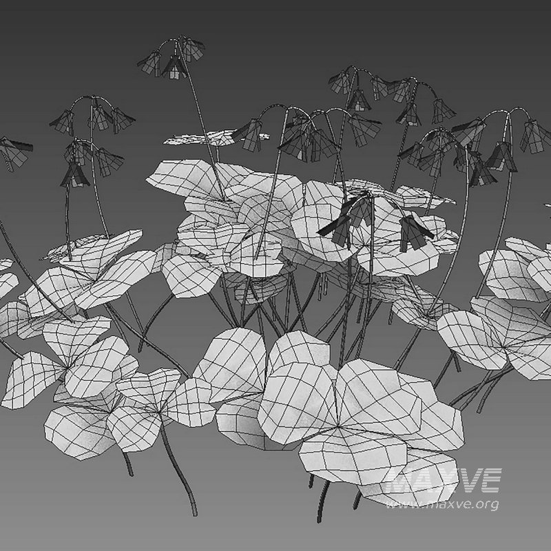 Trifolium ¨C Oxalidaceae 02 - Image 1