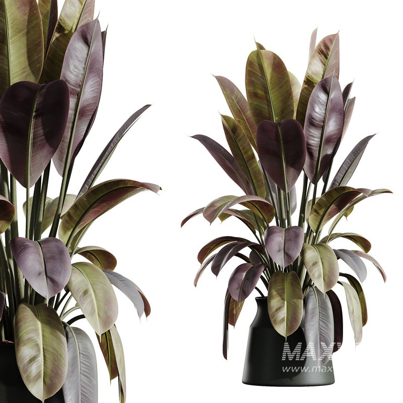 AV HousePlants Ficus Elastica Robusta Abidjan Set02 - Image 1