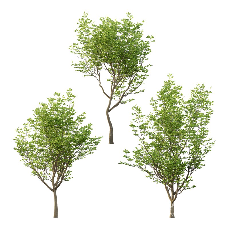 Fraxinus Rhynchophylla Tree 01 - Image 3