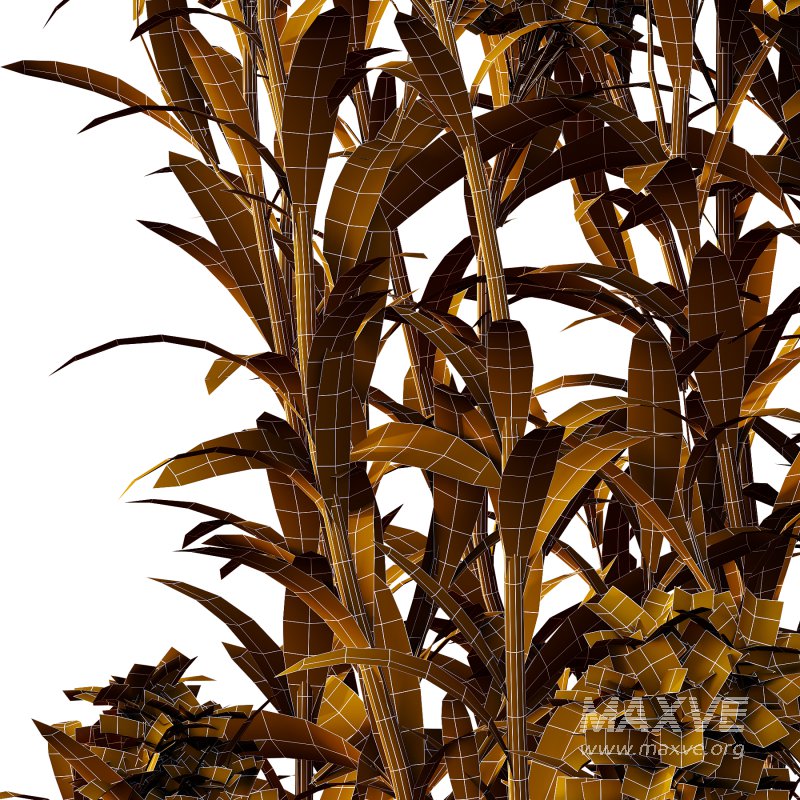 Euphorbia palustris Plant 03 - Image 4