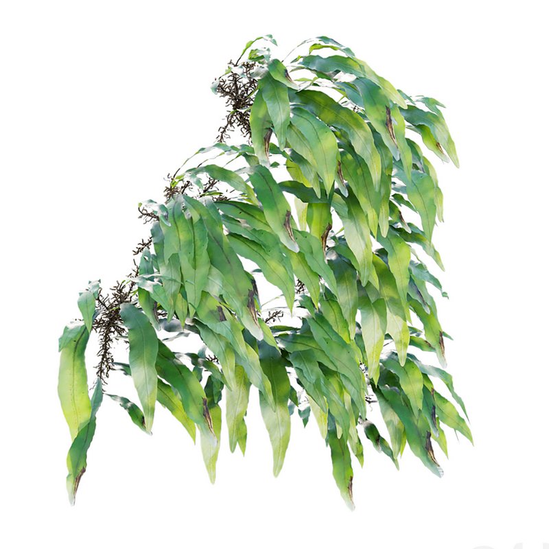 Neolepisorus fortunei - Image 6