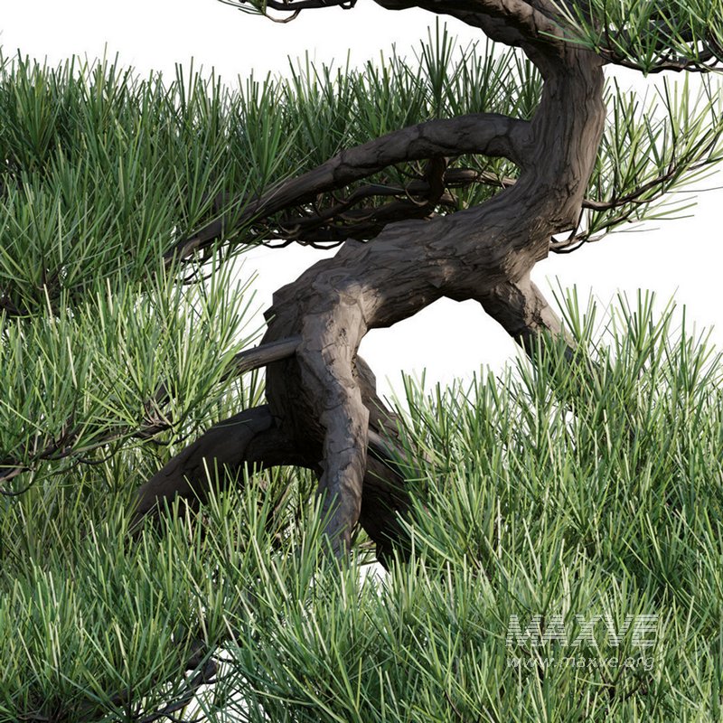 Pine bonsai 02 - Image 2