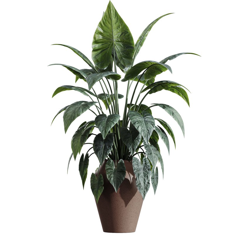 AV HousePlants - Image 1