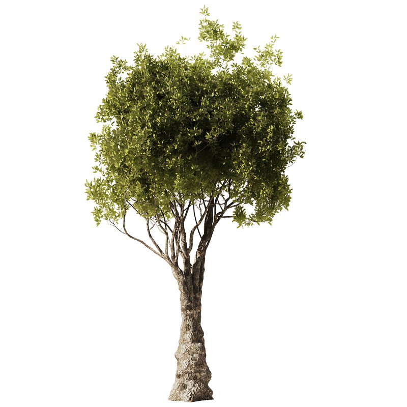 Olive Tree Set51 - Image 2