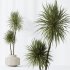 AV Indoor plants set 172 Mission Arbequina Olive and Ravenala Banana Strelitzia and Spineless Yucca Aloifolia Rostrata - Thumbnail 8