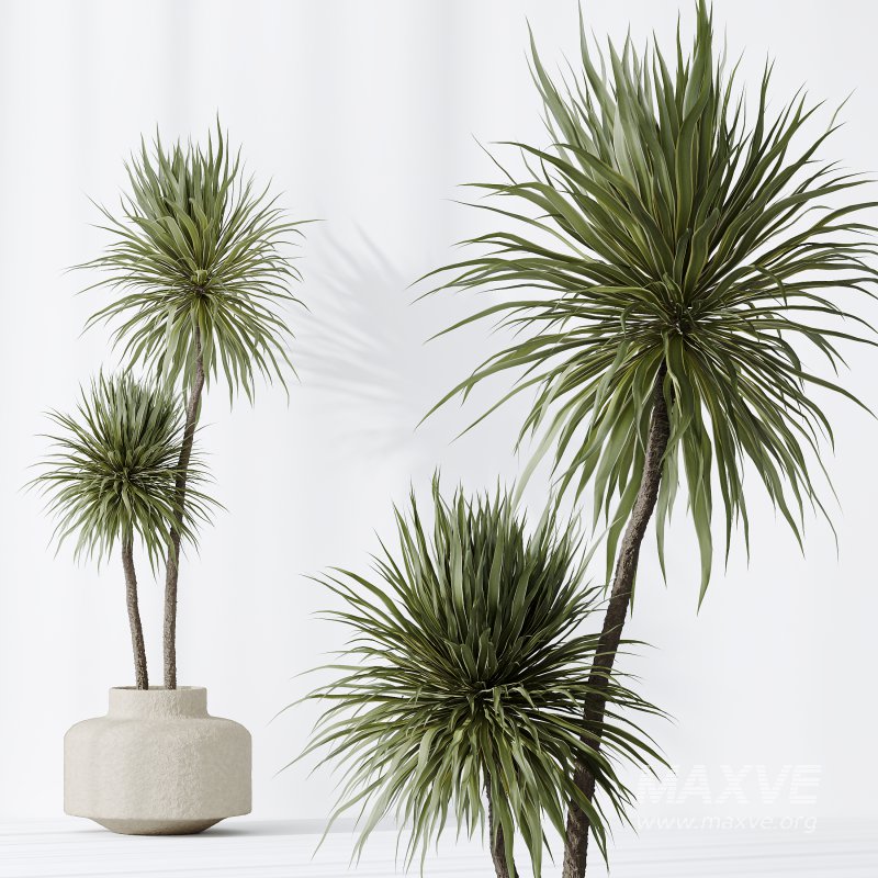 AV Indoor plants set 172 Mission Arbequina Olive and Ravenala Banana Strelitzia and Spineless Yucca Aloifolia Rostrata - Image 8