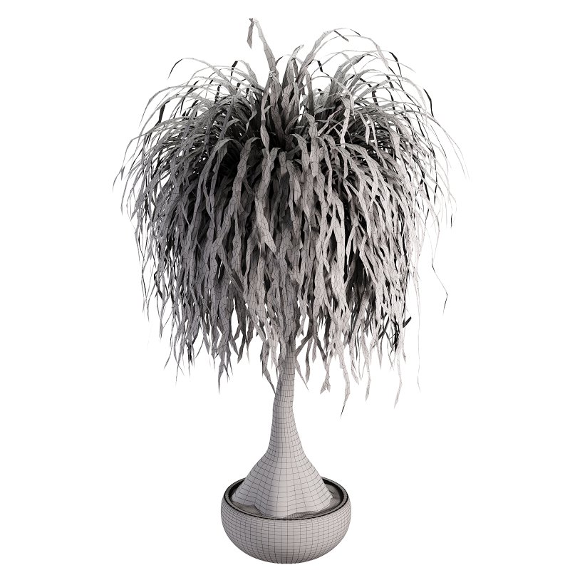 Indoor palm - Image 4