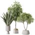 AV Indoor plants set 174 Ficus Binnendijkii and Mission Leccino Arbequina Olive and Snake Green Sansevieria - Thumbnail 4