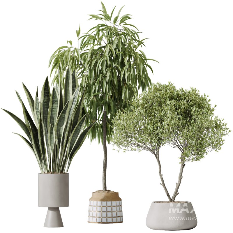 AV Indoor plants set 174 Ficus Binnendijkii and Mission Leccino Arbequina Olive and Snake Green Sansevieria - Image 4