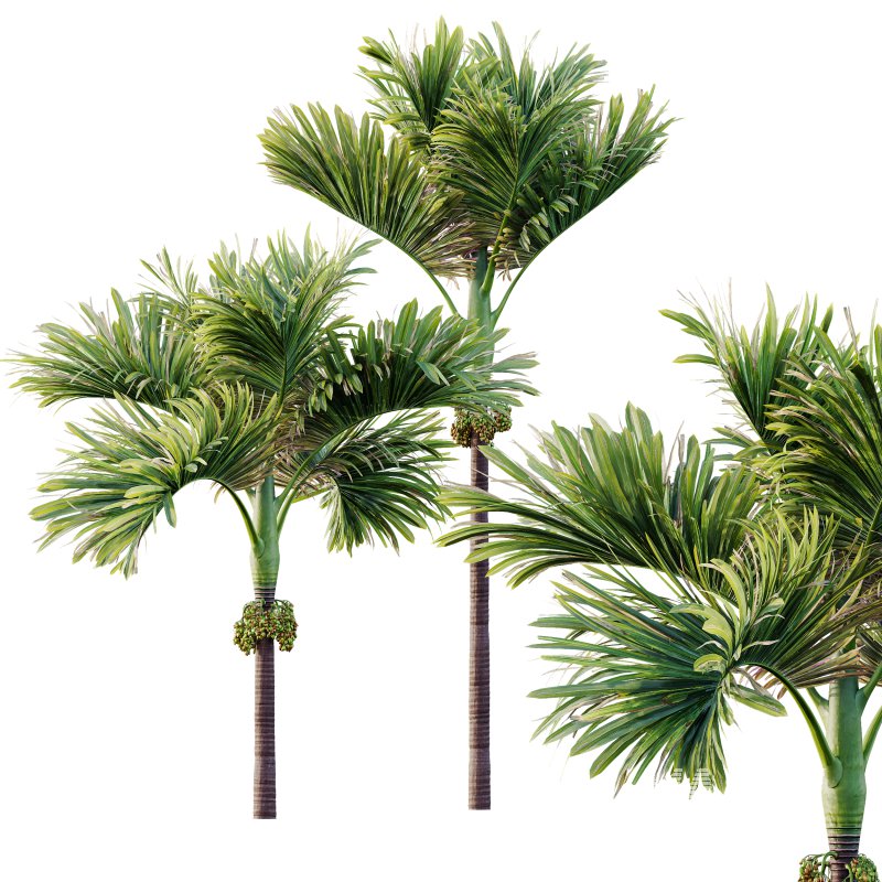 AV Ravenala Madagascariensis Travelers Palm and Areca Catechu Decorative Garden Fruit - Image 5