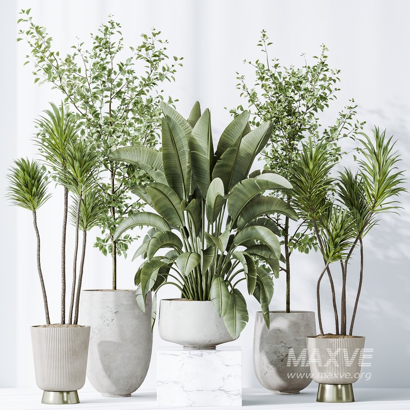 AV Indoor plants set 159 Europaea Olive Eucalyptu Joyplants and Spineless Yucca Aloifolia Rostrata Palm and Ravenala Banana Strelitzia - Image 8