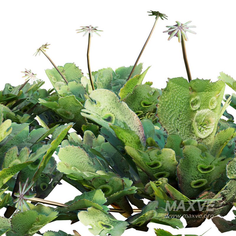 Marchantia polymorpha - Image 2