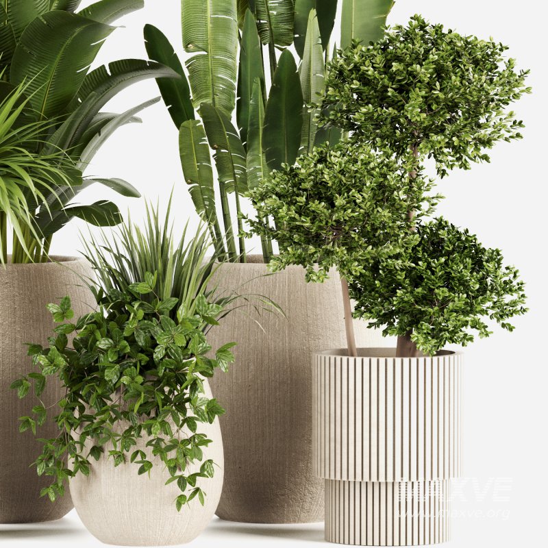 Indoor plants set160 - Image 4