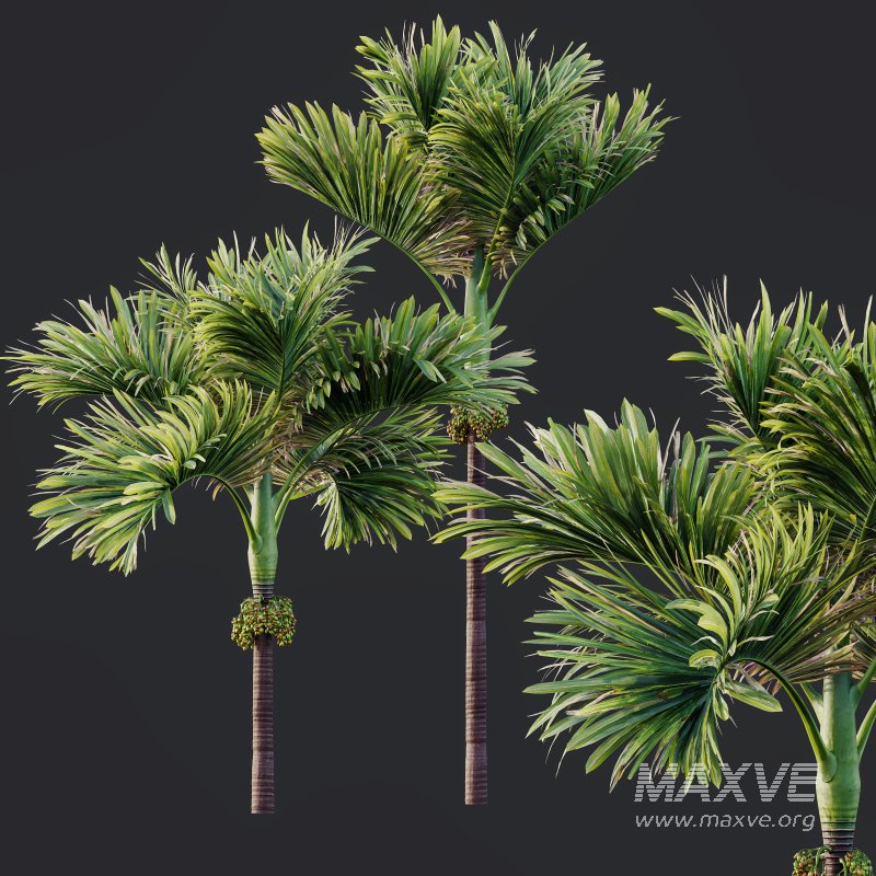 AV Ravenala Madagascariensis Travelers Palm and Areca Catechu Decorative Garden Fruit - Image 8