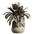 AV HousePlants Ficus Elastica Robusta Abidjan Set02 - Thumbnail 2