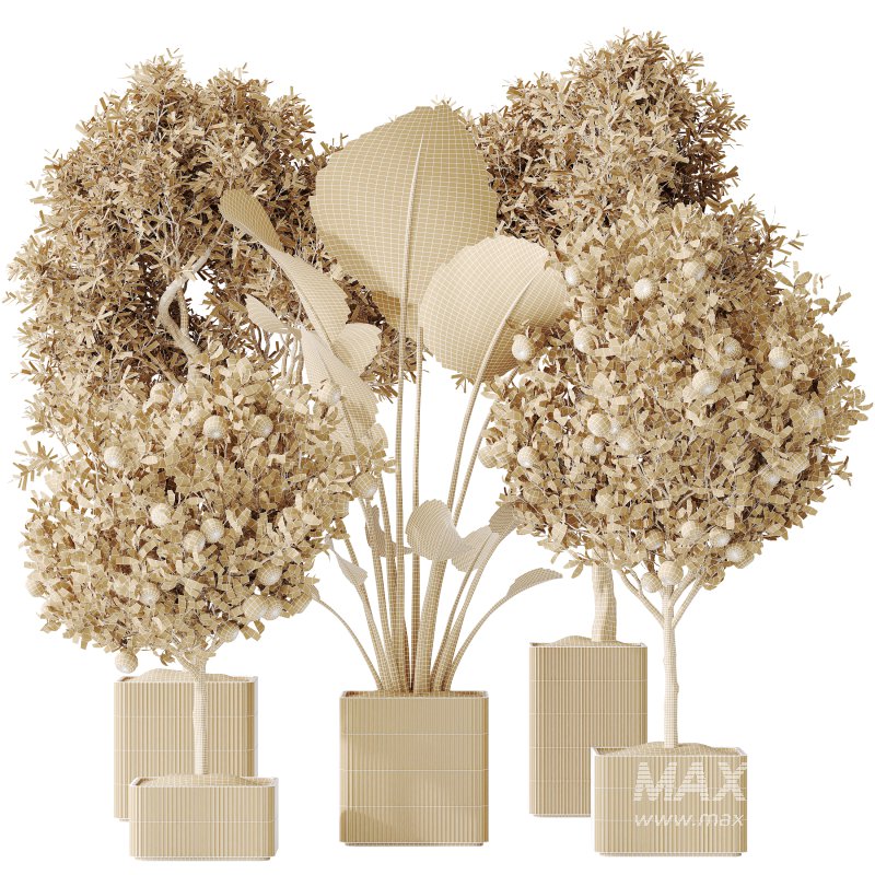 AV Indoor plants set 165 Arbequina Wilsonii Chemlali Olive and Mandarin Citrus Fruit Orange and Ravenala Banana Strelitzia - Image 8